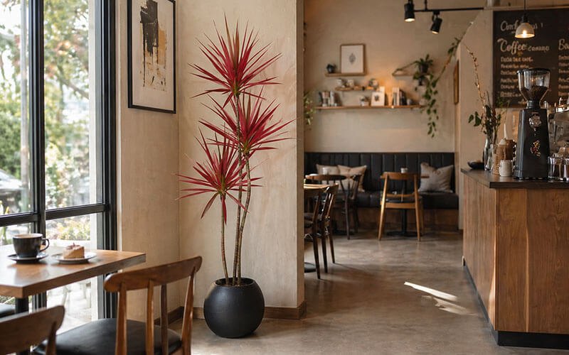 cây phát tài núi decor quán cafe