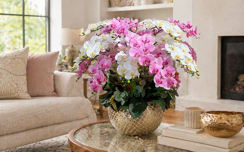 chậu lan hồ điệp decor phòng khách sang trọng