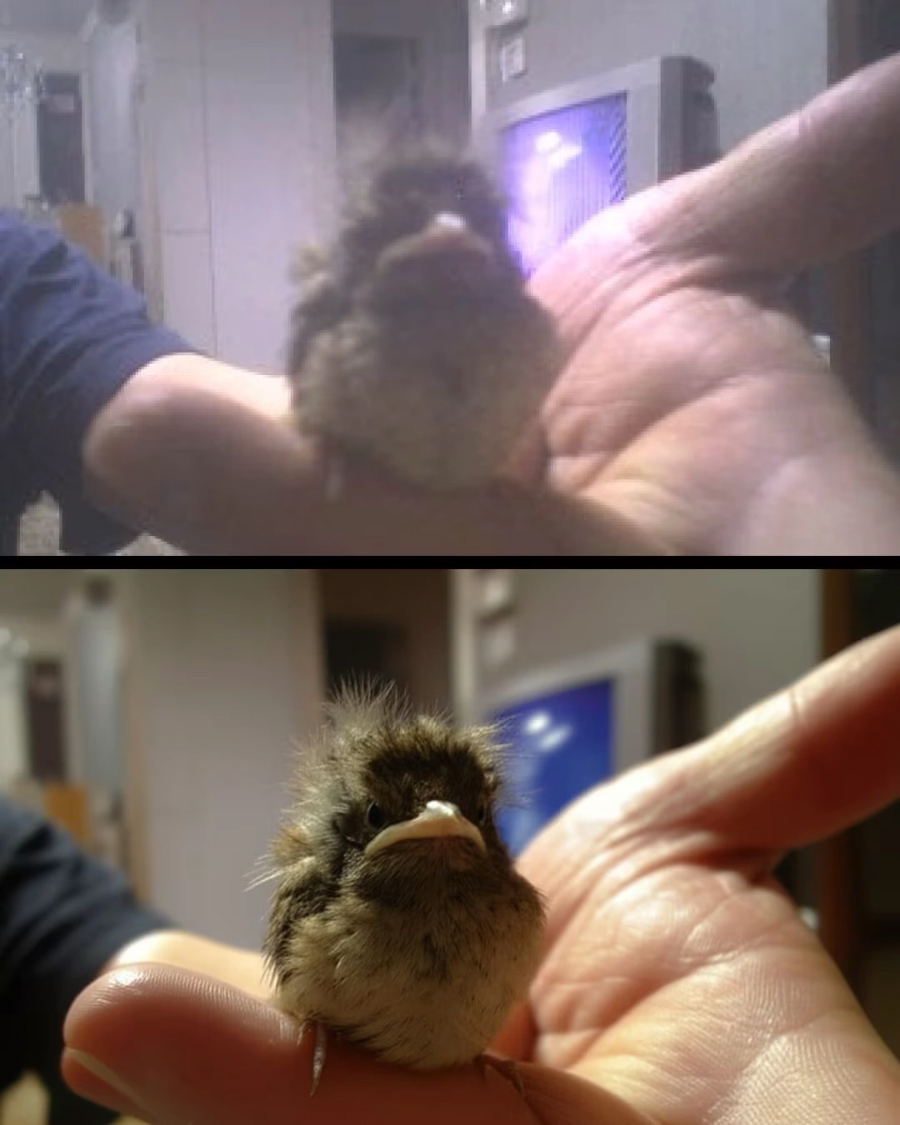 Cách Dùng Công Cụ AI Nano Banana Tạo Và Chỉnh Sửa Ảnh Thông Minh Nhất 2025 – Biến Ý Tưởng Thành Kiệt Tác Trong Chớp Mắt! - mucsothi.com.vn