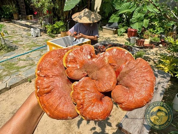 Một ngày nào đó, những cây nấm như này có thể chỉ còn trong ký ức