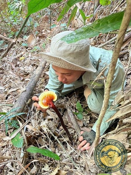 Đi rừng mới hiểu một cây Nấm Lim Xanh quý thế nào