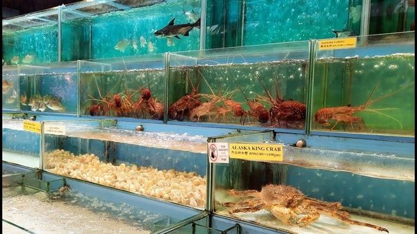 Tảo phát triển quá mức