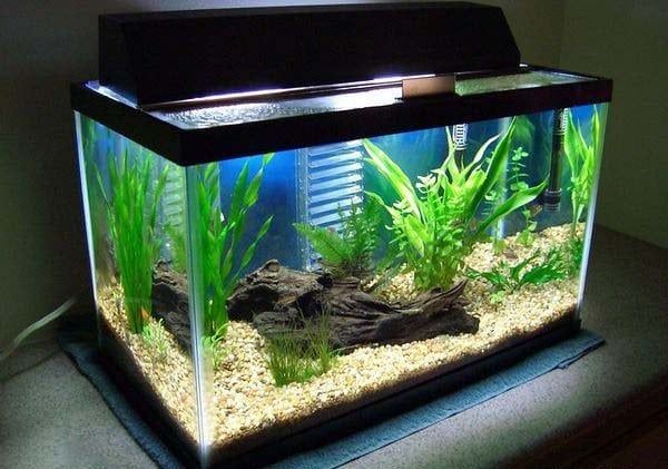 Cách vệ sinh bể cá thủy sinh đẹp mà không hại cá