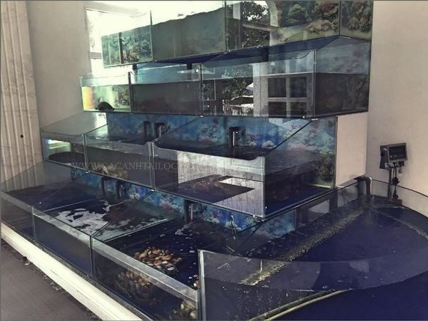 Dễ dàng chăm sóc và quản lý