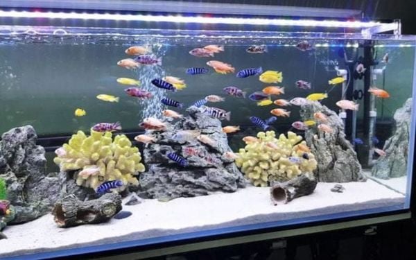 Nên dùng đèn bể cá màu gì để cá khỏe