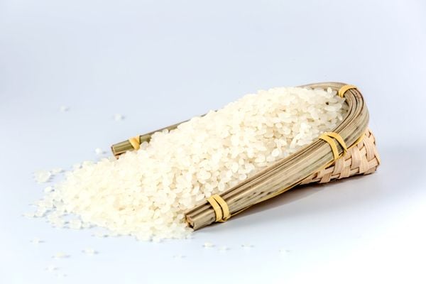 gạo japonica