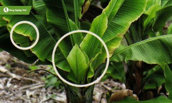 Bệnh chùn đọt chuối