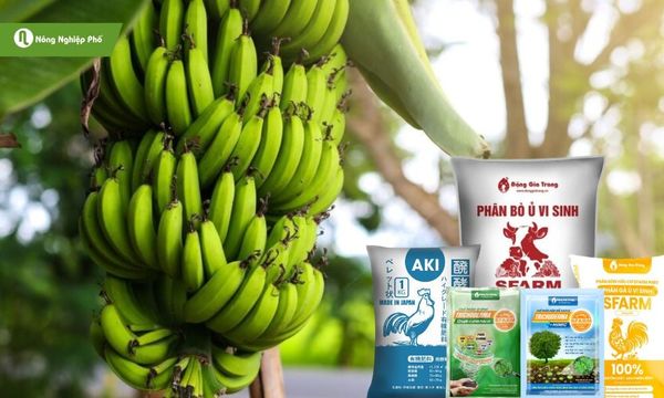 Sử dụng các sản phẩm tại Nông Nghiệp Phố để cây chuối khỏe mạnh