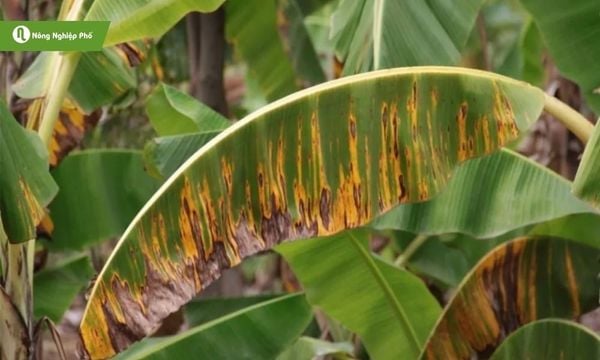 Biểu hiện bệnh Sigatoka trên chuối