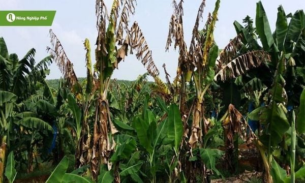 Bệnh Sigatoka ảnh hưởng tới năng suất và chất lượng chuối
