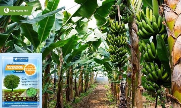 Chế phẩm Trichoderma