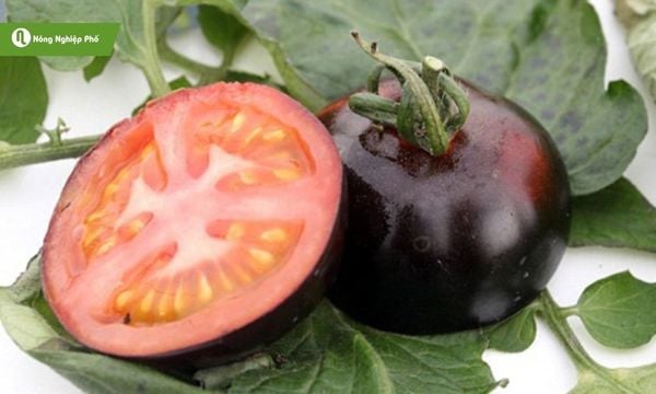 Cà chua đen dinh dưỡng cao, tốt cho tim mạch và hệ miễn dịch.