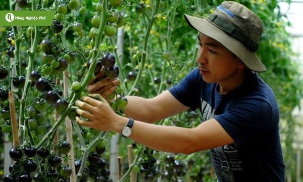 Chăm sóc hợp lý cây cà chua đen cây khỏe, lá xanh, quả chín đều.