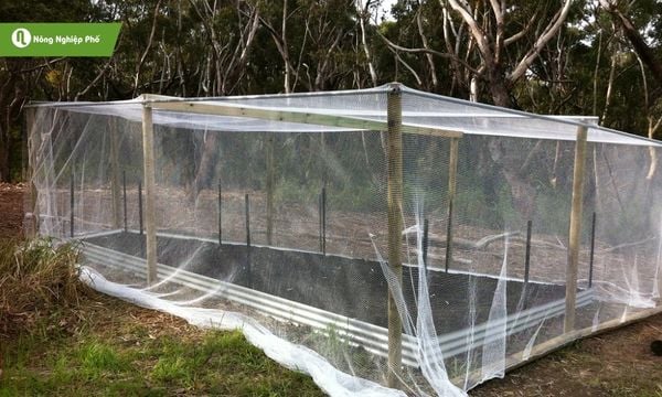 Dùng lưới chắn côn trùng giúp giảm sâu bệnh hiệu quả.
