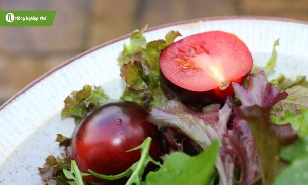 Món ngon từ cà chua đen thơm ngon, bổ dưỡng, dễ kết hợp trong nhiều món ăn.