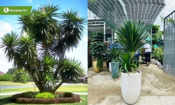 Cây phát tài núi thường mọc thành bụi lớn với thân khỏe và lá dài xanh bóng