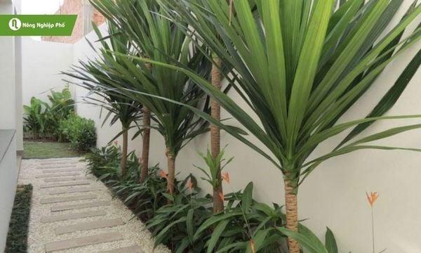 Trồng cây phát tài núi ngoài trời