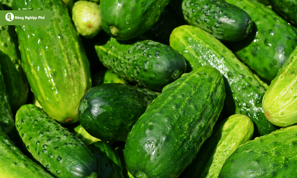 Dưa chuột mini với thời gian thu hoạch ngắn ngày, có thể trồng quanh năm