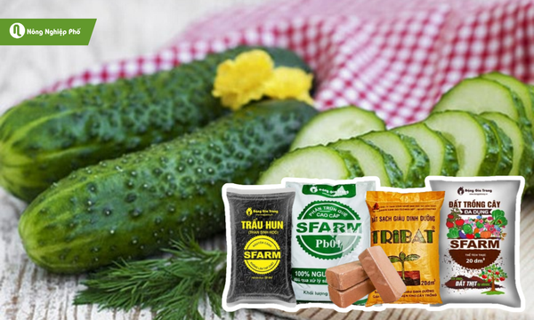 Dưa chuột phát triển tốt trên đất tơi xốp và thoát nước nhanh