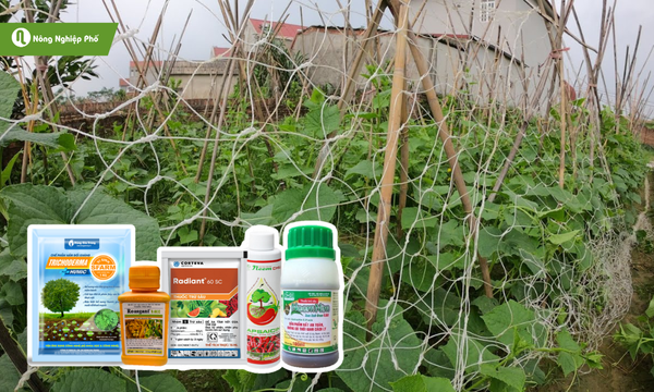 Làm giàn leo và sử dụng thuốc trừ sâu sinh học phòng trừ bệnh cho dưa chuột mini