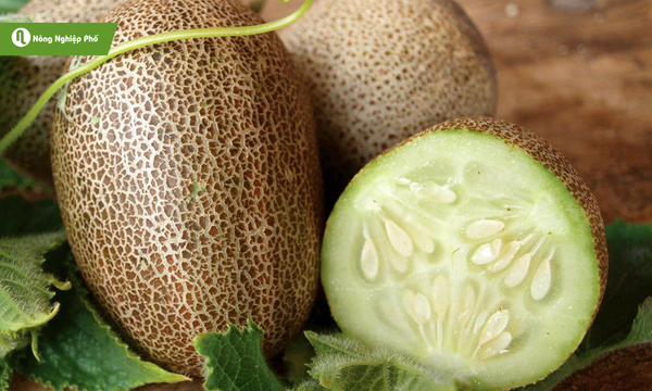 Dưa khoai tây “độc lạ” thích hợp để giải mát, giải nhiệt