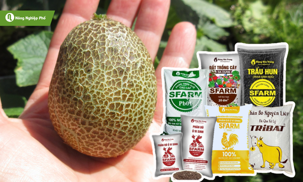 Lựa chọn đất trồng và giá thể lý tưởng để cây phát triển tốt