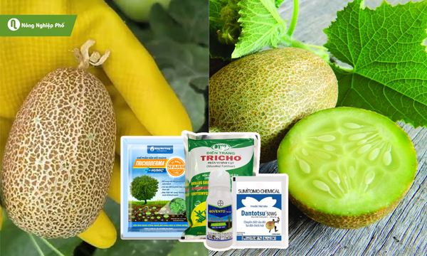 Sử dụng thuốc bảo vệ thực vật và chế phẩm vi sinh để phòng trị bệnh hại