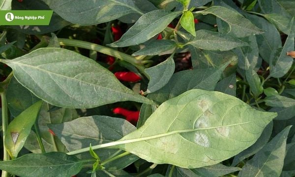 Bệnh đốm trắng trên ớt do nấm Erysiphe cichoracearum và Leveillula taurica gây ra.
