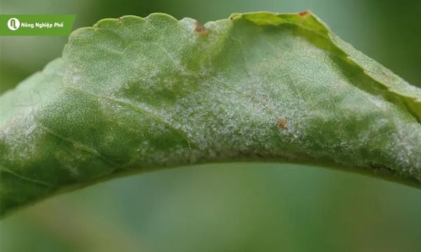 Lá ớt xuất hiện lớp phấn trắng bạc, dễ lan rộng sang cả mặt trên và dưới lá.