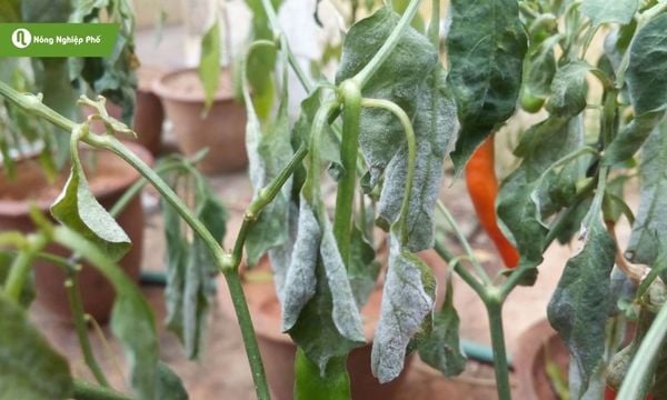 Thân cây bị phủ mốc trắng khiến sức sinh trưởng giảm rõ rệt.
