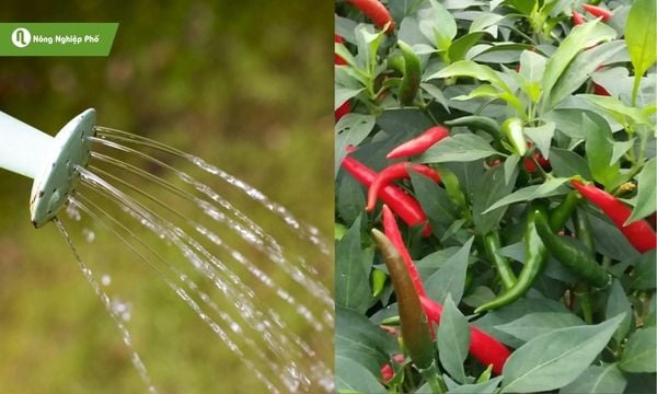 Tưới vừa đủ giúp cây ớt khỏe mạnh và kháng bệnh hiệu quả.