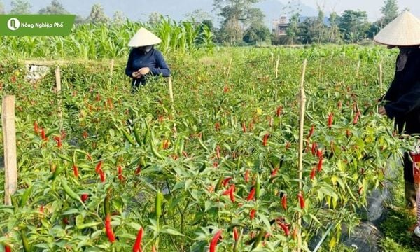 Bón phân cân đối giúp cây ớt khỏe mạnh và hạn chế nấm bệnh tấn công.