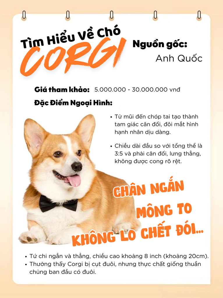 TÌM HIỂU ĐẶC ĐIỂM DÒNG CHÓ CORGI