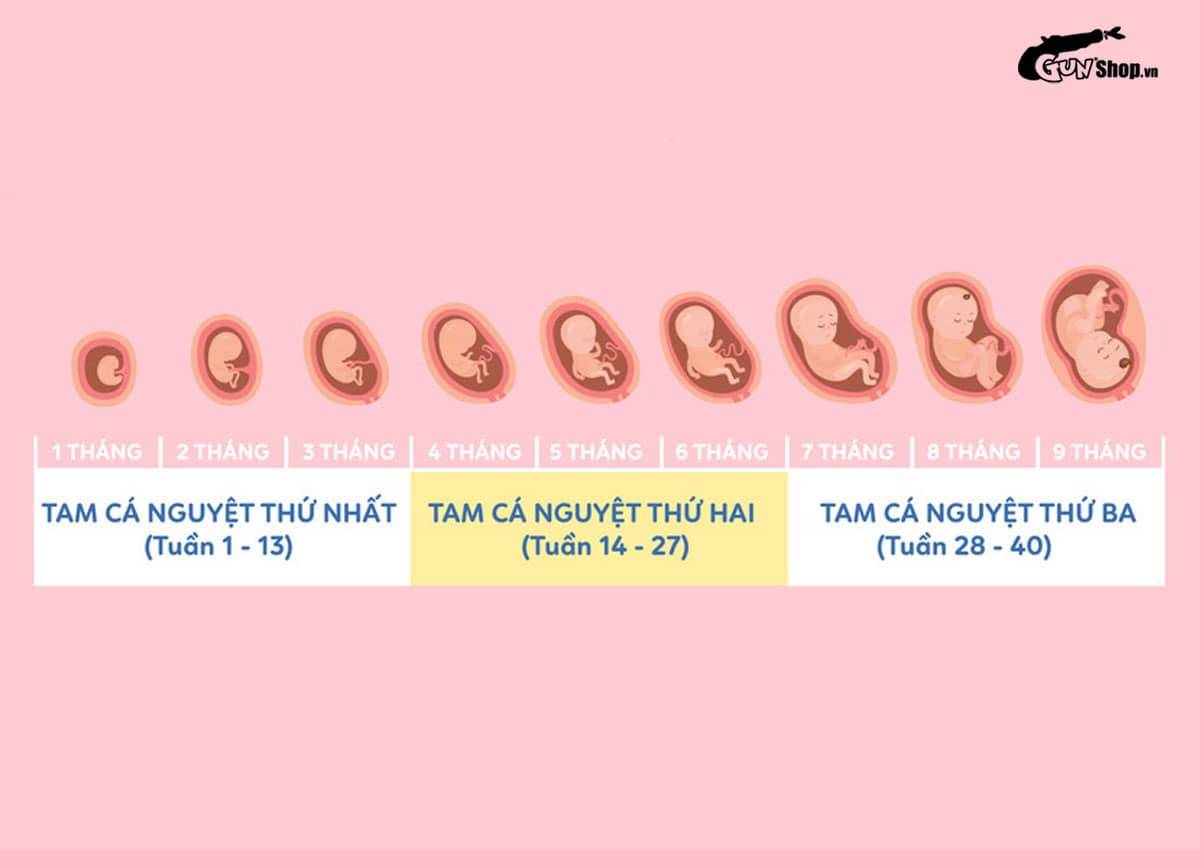 Tam cá nguyệt là gì?