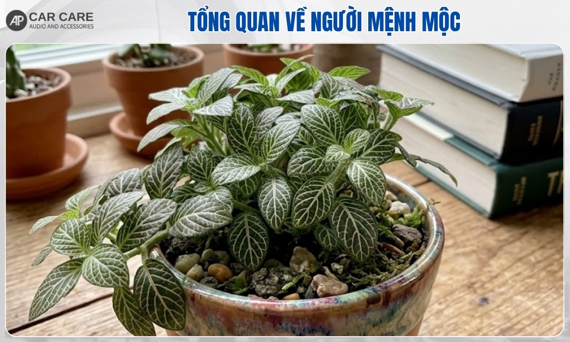 tổng quan về người mệnh Mộc