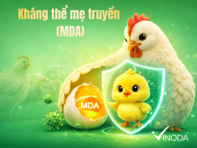 Kháng thể mẹ truyền (MDA) ảnh hưởng thế nào đến lịch tiêm IBD