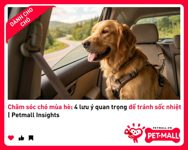 Chăm sóc chó mùa hè: 4 lưu ý quan trọng để tránh sốc nhiệt | Petmall Insights 1