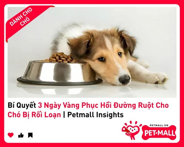 Bí Quyết 3 Ngày Vàng Phục Hồi Đường Ruột Cho Chó Bị Rối Loạn | Petmall Insights - 1