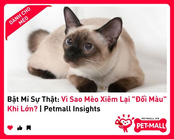 Bật Mí Sự Thật: Vì Sao Mèo Xiêm Lại