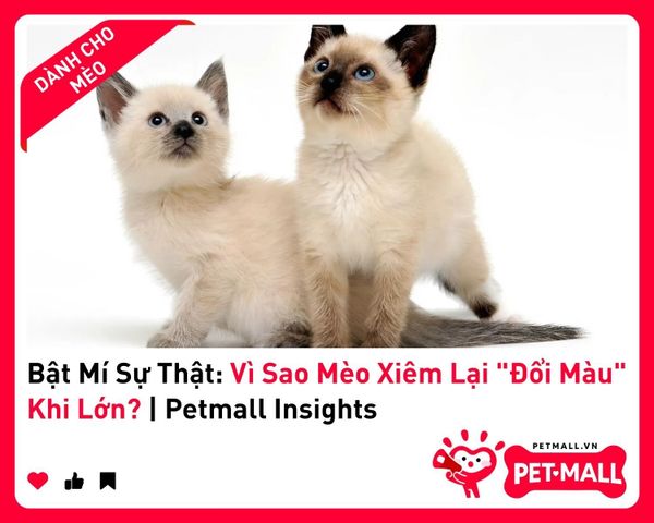 Bật Mí Sự Thật: Vì Sao Mèo Xiêm Lại
