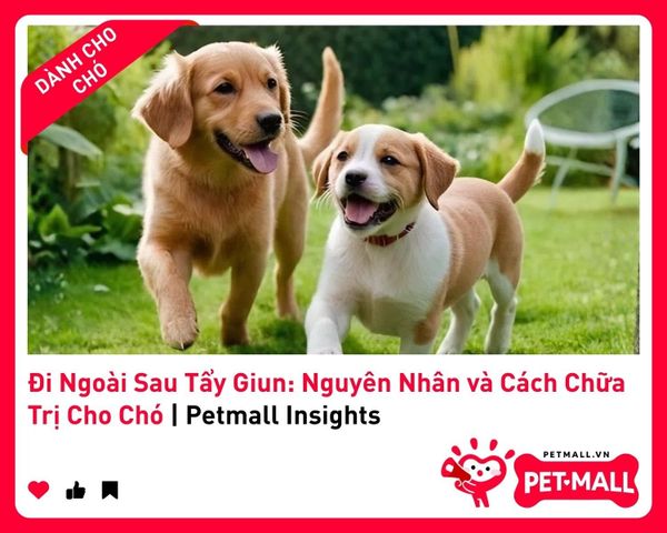Đi Ngoài Sau Tẩy Giun: Nguyên Nhân và Cách Chữa Trị Cho Chó | Petmall Insights 1