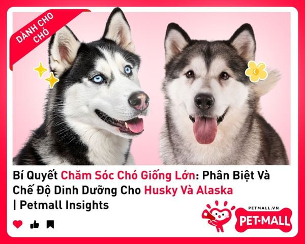 Bí Quyết Chăm Sóc Chó Giống Lớn: Phân Biệt Và Chế Độ Dinh Dưỡng Cho Husky Và Alaska | Petmall Insights 1