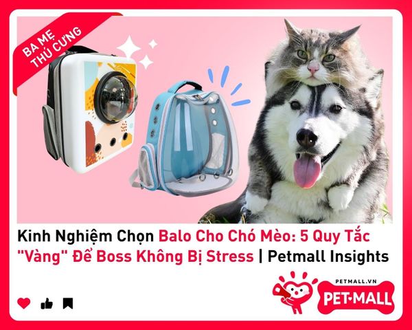 Kinh Nghiệm Chọn Balo Cho Chó Mèo: 5 Quy Tắc