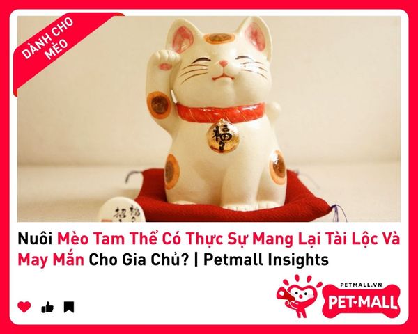 Nuôi Mèo Tam Thể Có Thực Sự Mang Lại Tài Lộc Và May Mắn Cho Gia Chủ? | Petmall Insights 2