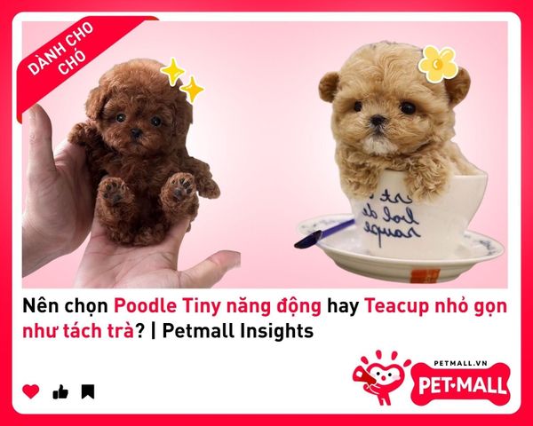 Nên chọn Poodle Tiny năng động hay Teacup nhỏ gọn như tách trà? | Petmall Insights 1