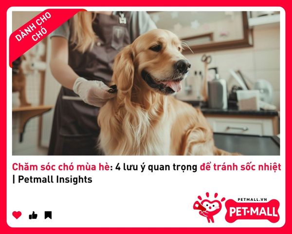 Chăm sóc chó mùa hè: 4 lưu ý quan trọng để tránh sốc nhiệt | Petmall Insights 2