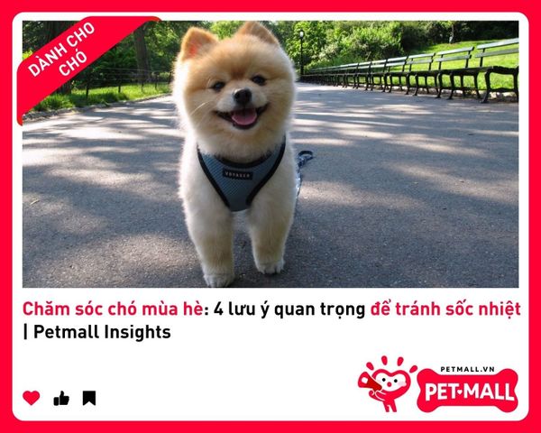 Chăm sóc chó mùa hè: 4 lưu ý quan trọng để tránh sốc nhiệt | Petmall Insights 3