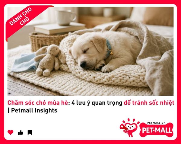Chăm sóc chó mùa hè: 4 lưu ý quan trọng để tránh sốc nhiệt | Petmall Insights 4