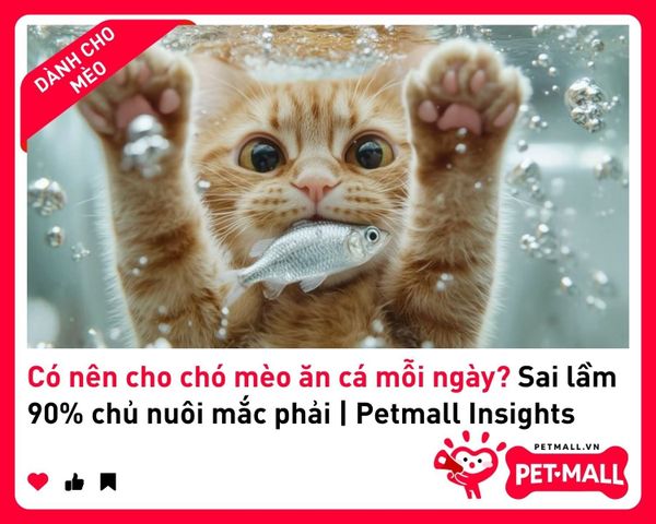 Có nên cho chó mèo ăn cá mỗi ngày? Sai lầm 90% chủ nuôi mắc phải | Petmall Insights 1