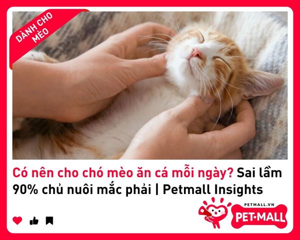 Có nên cho chó mèo ăn cá mỗi ngày? Sai lầm 90% chủ nuôi mắc phải | Petmall Insights 2